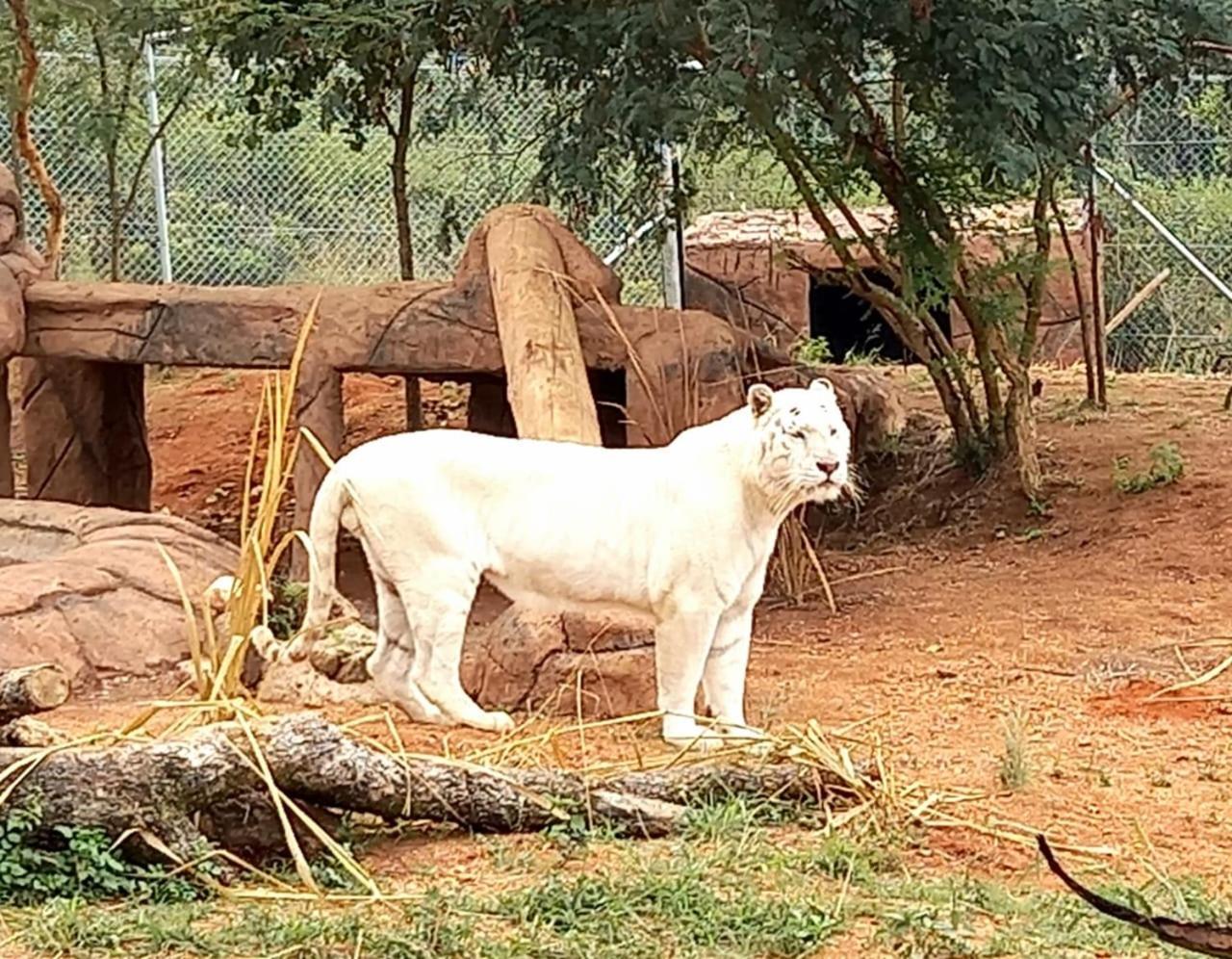 Pumbaa Wildlife Park & Accommodation Mbombela Buitenkant foto