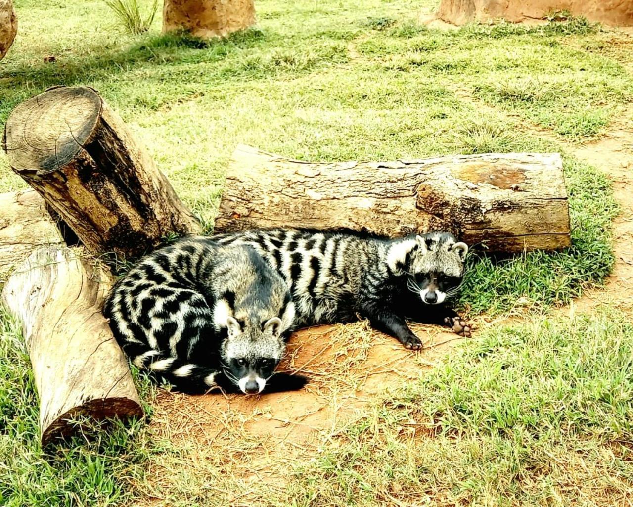 Pumbaa Wildlife Park & Accommodation Mbombela Buitenkant foto