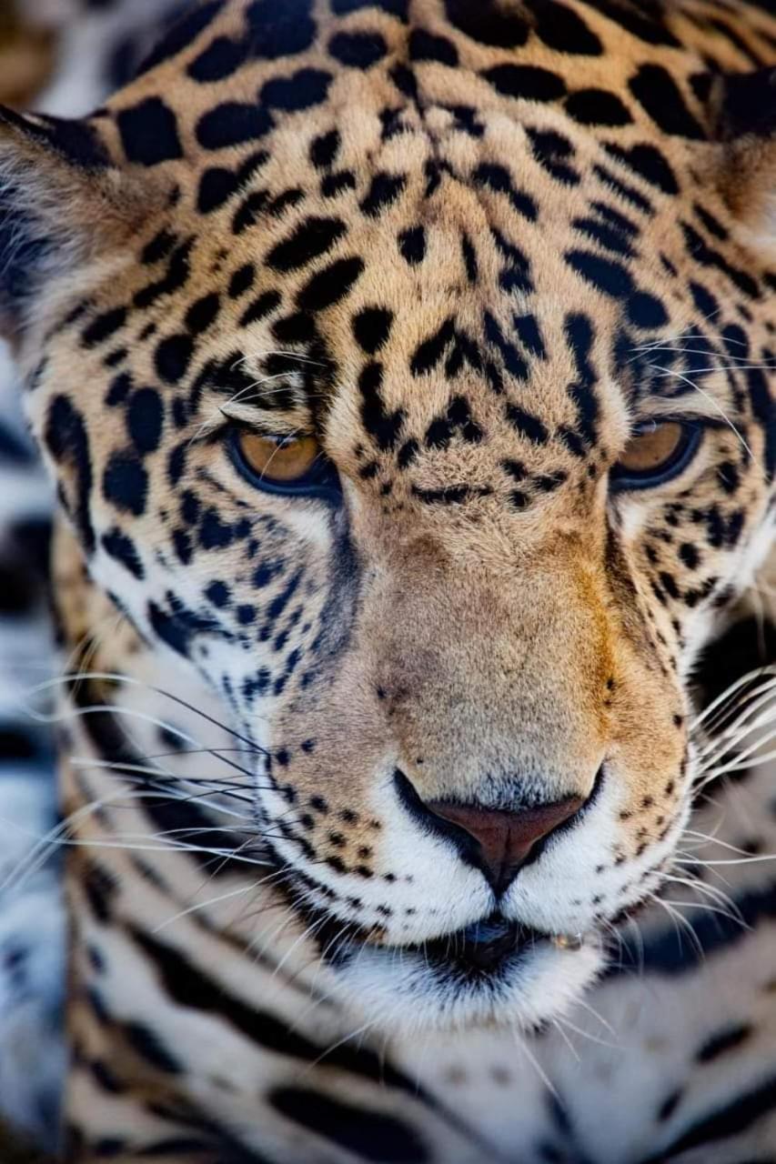 Pumbaa Wildlife Park & Accommodation Mbombela Buitenkant foto