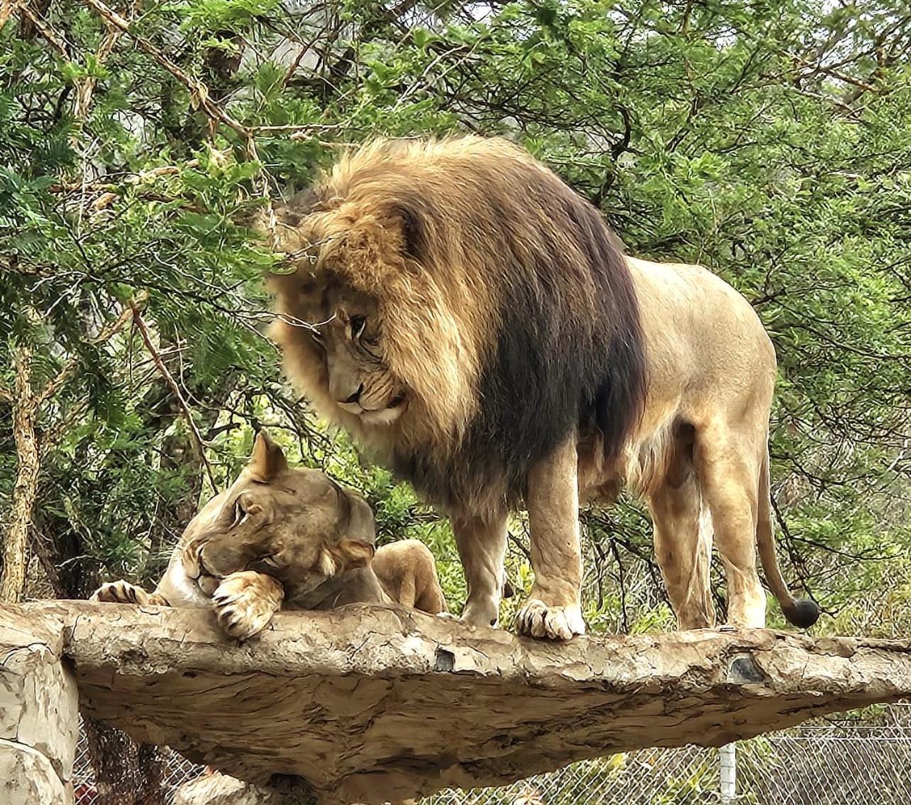 Pumbaa Wildlife Park & Accommodation Mbombela Buitenkant foto