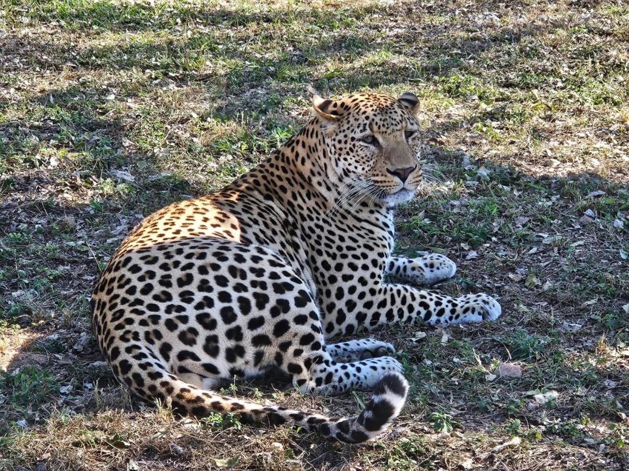 Pumbaa Wildlife Park & Accommodation Mbombela Buitenkant foto
