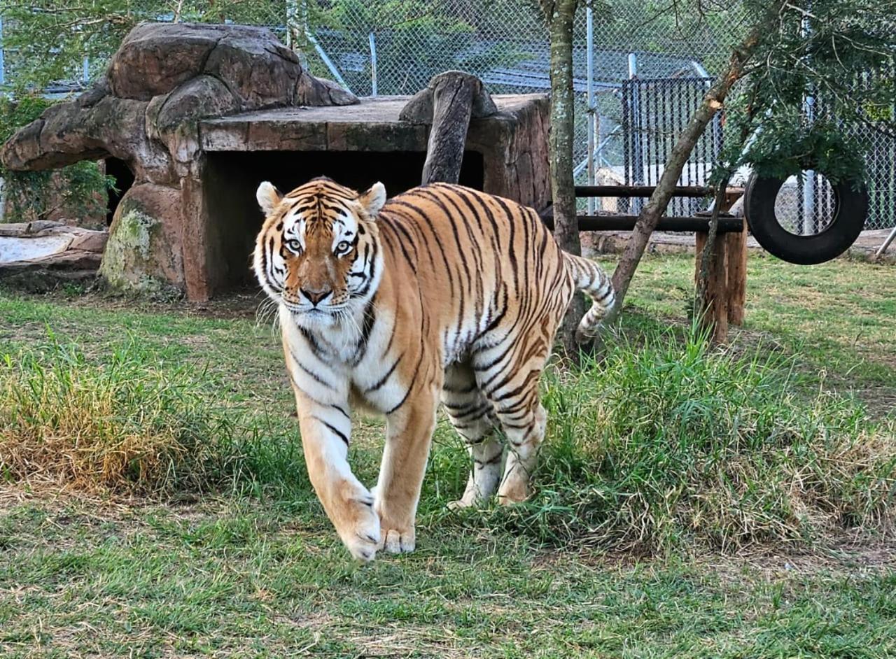 Pumbaa Wildlife Park & Accommodation Mbombela Buitenkant foto