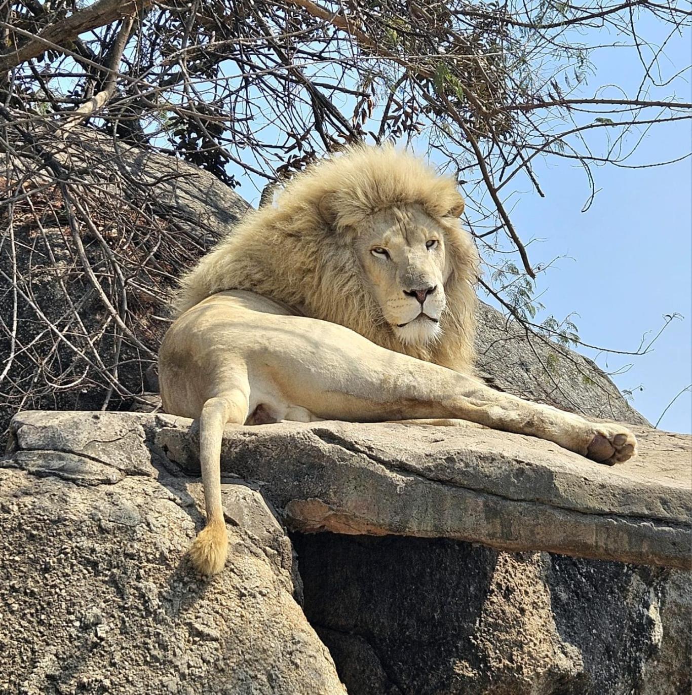 Pumbaa Wildlife Park & Accommodation Mbombela Buitenkant foto